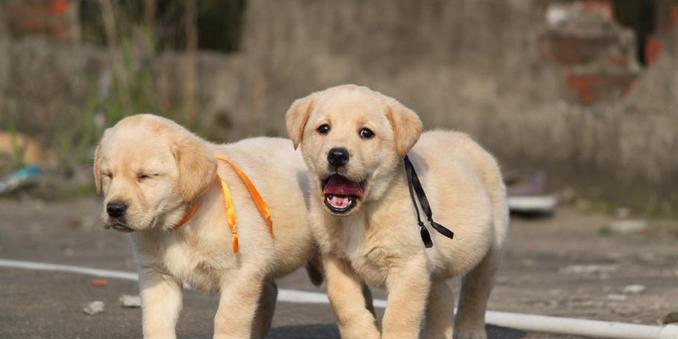 拉布拉多幼犬细小病治疗全指南（宠物狗病毒性疾病的治疗方法和预防技巧）