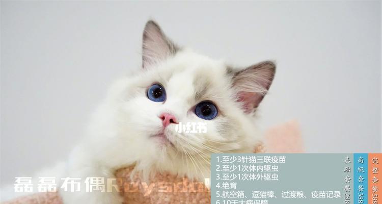 蓝双布偶猫小时候颜色太浅的原因与处理方法（宠物爱好者必看）