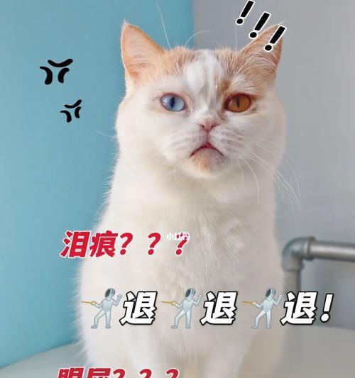 猫咪的泪痕和眼屎问题（探究如何预防和解决这个问题）