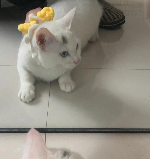 主题：猫咪身上为什么会有味道？——探究两个月猫咪的气味问题