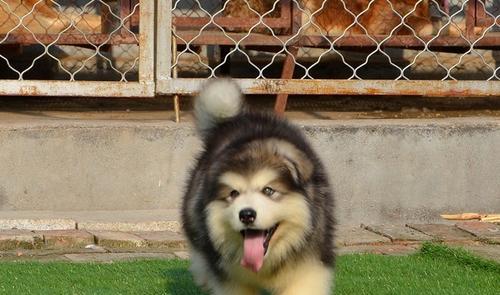 探访临汾纯种阿拉斯加犬舍（宠爱之家的精神寄托与犬只管理体系）