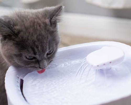 猫咪可以用喝水来洗澡吗（探讨宠物猫咪洗澡的正确方法以及如何补充水分）