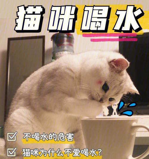 猫咪湿嘴喝水的危害及应对方法（以宠物为主）