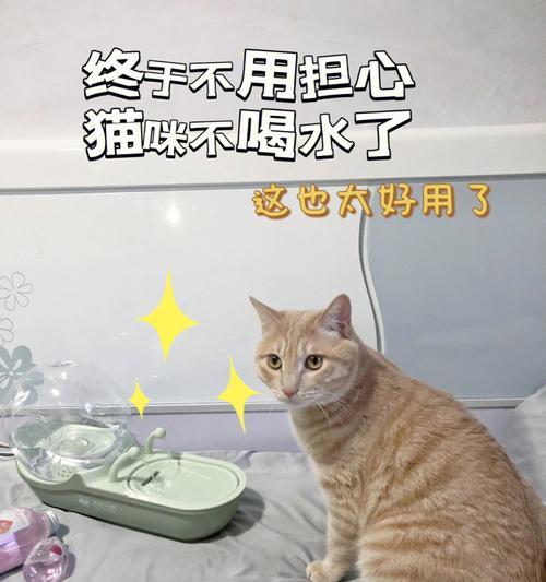 为什么猫咪喝水要刨一下（探秘猫咪的喝水习惯及其重要性）