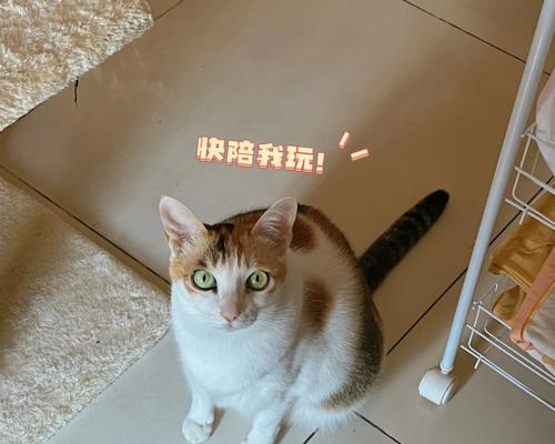 猫咪与老大哥——宠物日常生活（一个有爱有趣的家庭故事）