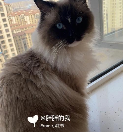 揭秘猫咪黑下巴布偶猫的神秘来历（探寻黑下巴背后的宝藏秘密）