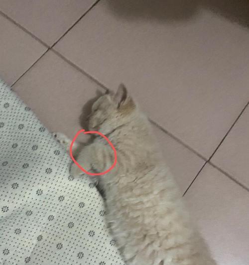 猫咪后腿缺少一块骨头的故事（一只宠物猫的坚强与勇气）