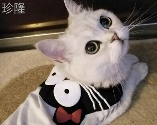 猫咪后腿变瘦，该如何应对（宠物健康问题解决方案）