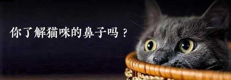 猫咪呼吸急促鼻子动，如何判断和应对（宠物主人必看）