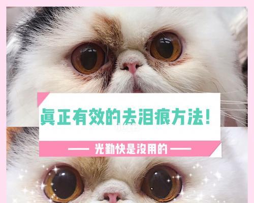 猫咪泪腺异样（宠物主人必看）