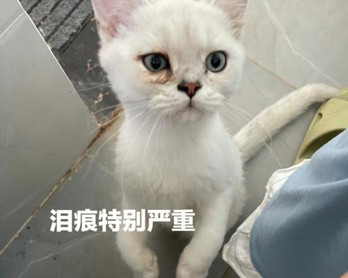 猫咪泪腺异样（宠物主人必看）