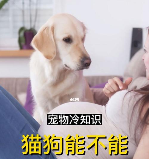 猫咪怀孕饮食问题（宠物主人必看）