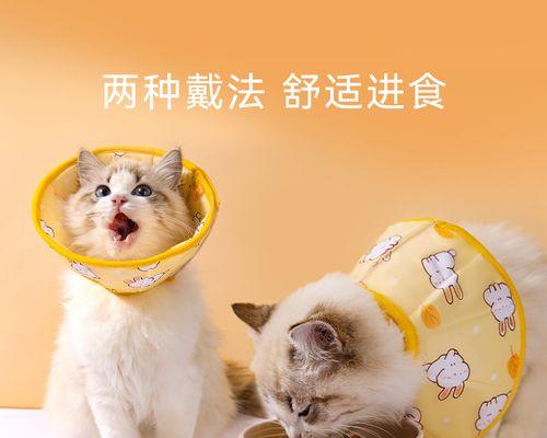 猫咪怀孕后出血原因与应对方法（宠物猫咪怀孕后）