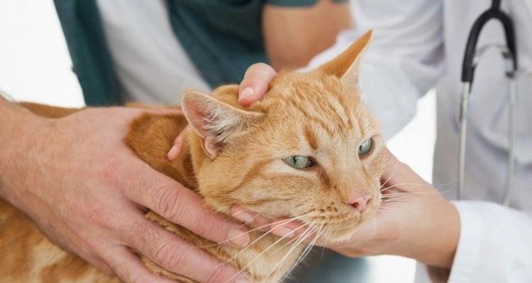 猫咪怀孕后的注意事项（宠物主人必知的护理技巧）