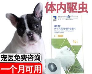 猫咪怀孕能不能吃打虫药（宠物养护知识）