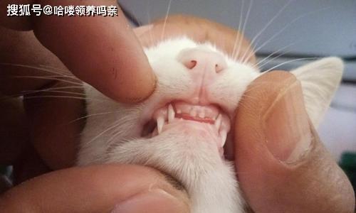 宠物猫咪换牙期，你需要知道的事情（了解猫咪换牙期的重要性与方法）