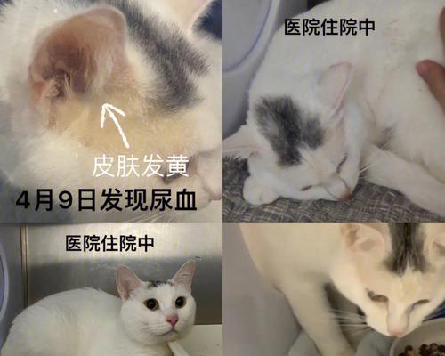 猫咪黄疸不拉屎的原因和处理方法（宠物健康不能忽视——猫咪黄疸不拉屎）