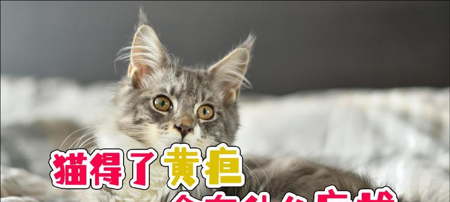 猫咪黄疸型肝炎防治全攻略（宠物健康从细节抓起）