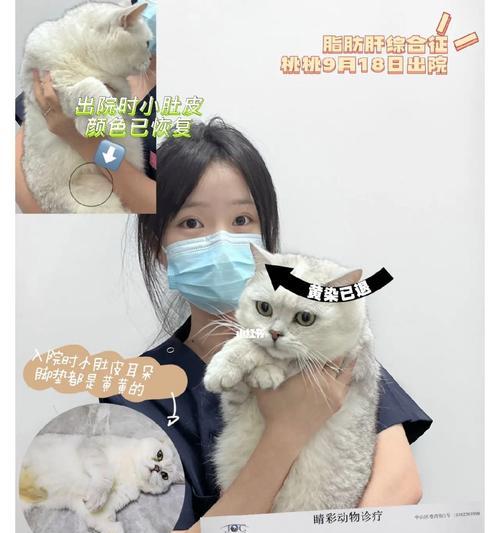 猫咪黄疸型肝炎防治全攻略（宠物健康从细节抓起）