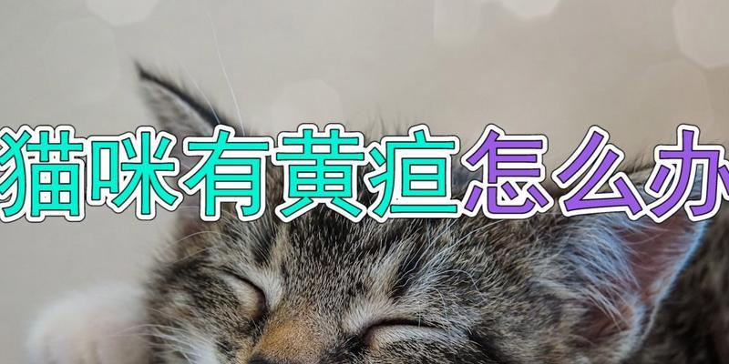 猫咪黄疸型肝炎防治全攻略（宠物健康从细节抓起）