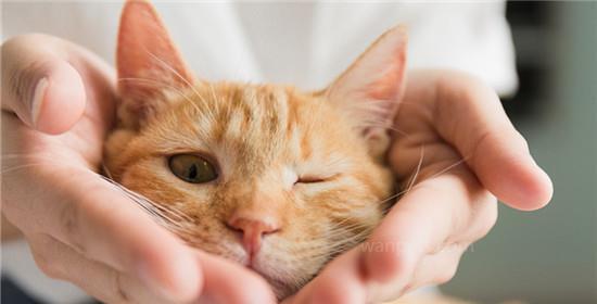 猫咪按铃吃饭（揭开猫咪按铃进食的奥秘）