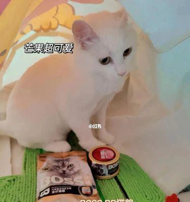 猫咪是否适合食用芒果（探究芒果对猫咪的影响）