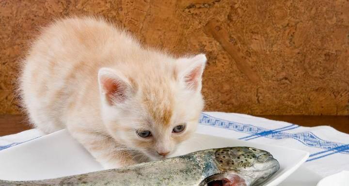 猫咪是否会吃金鱼（了解猫咪的食性是宠物养护的基础）