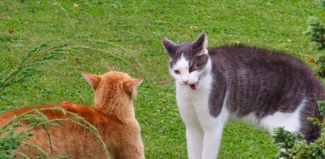 猫咪的自动排卵机制剖析（探究猫咪自主性排卵的生理原因及对宠物繁殖的影响）