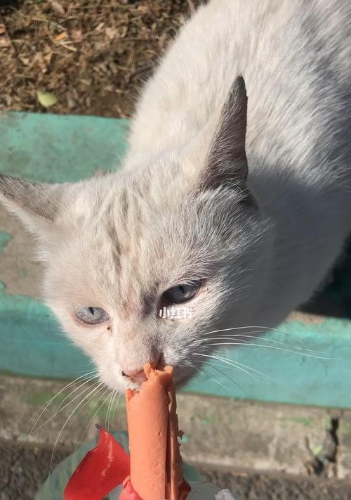 小猫咪吃多了火腿肠，应该怎么办（如何正确的喂养宠物猫咪）