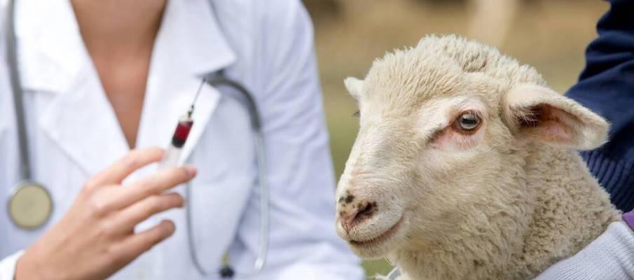 猫咪肌肉注射与宝宝大腿肌肉注射的注意事项（保护我们的爱宠和宝宝）