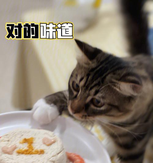 猫咪鸡胸肉饭，健康又美味（以宠物为主的营养饮食）