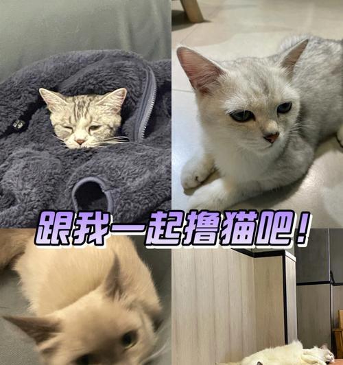 猫咪寄养朋友家阳台未封闭的注意事项（让你放心出门）