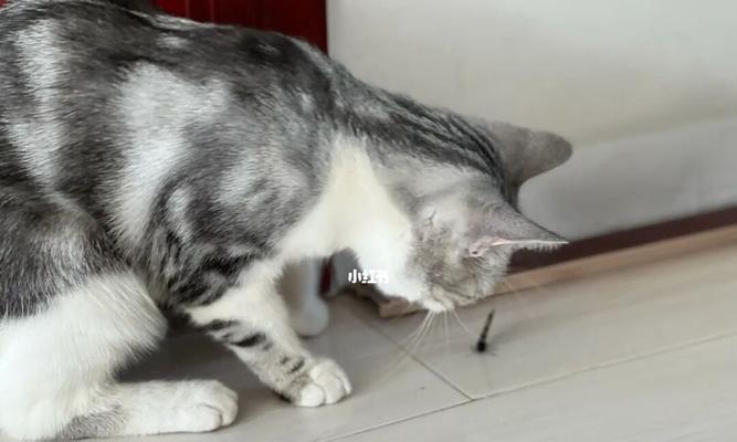 揭秘猫咪家为何臭味熏天（从宠物习性）