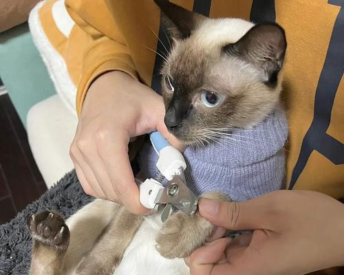 猫咪剪指甲流血了怎么办（宠物爱好者必读的急救指南）