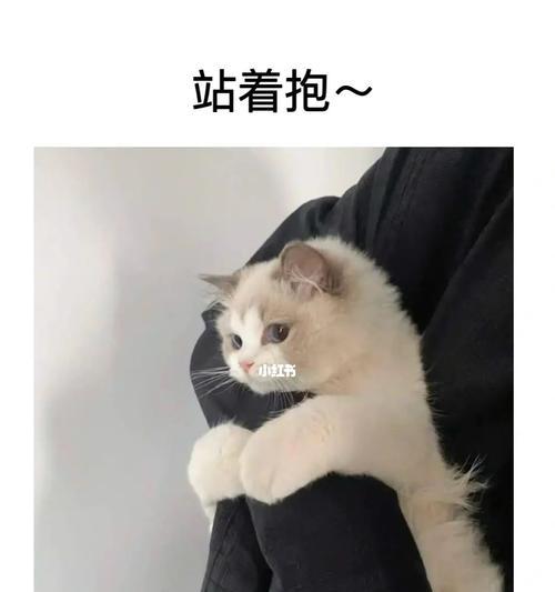 猫咪按摩的奇妙效果（探索宠物按摩的健康益处）