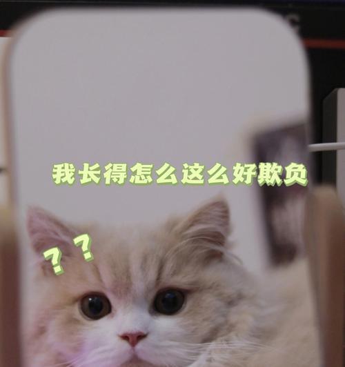 如何判断猫咪是否患有焦虑症（掌握这些指标）