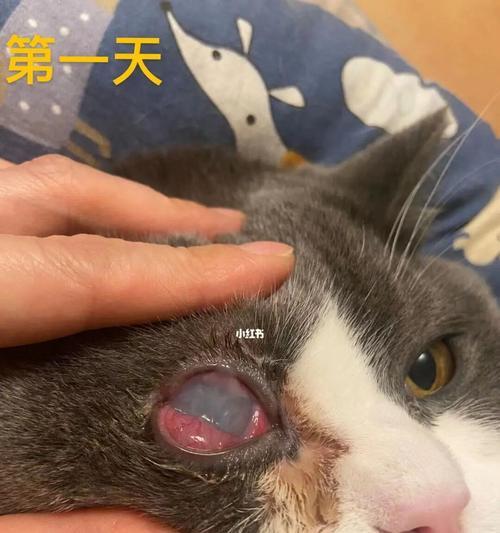 猫咪角膜溃疡的治疗方法（从病因到治疗）