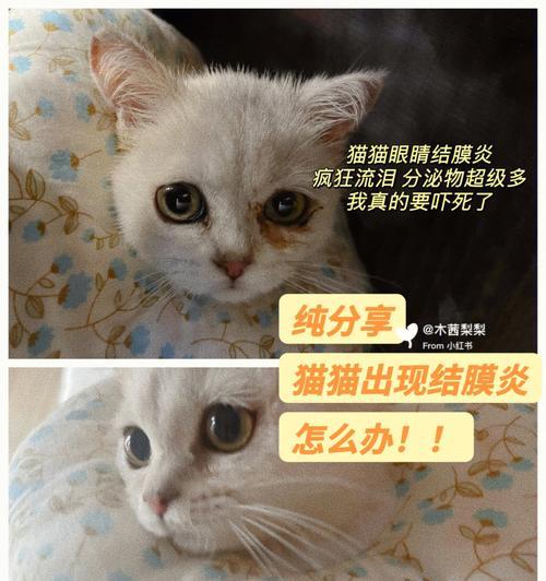 如何解决猫咪结膜红肿遮住眼睛问题（以宠物为主）