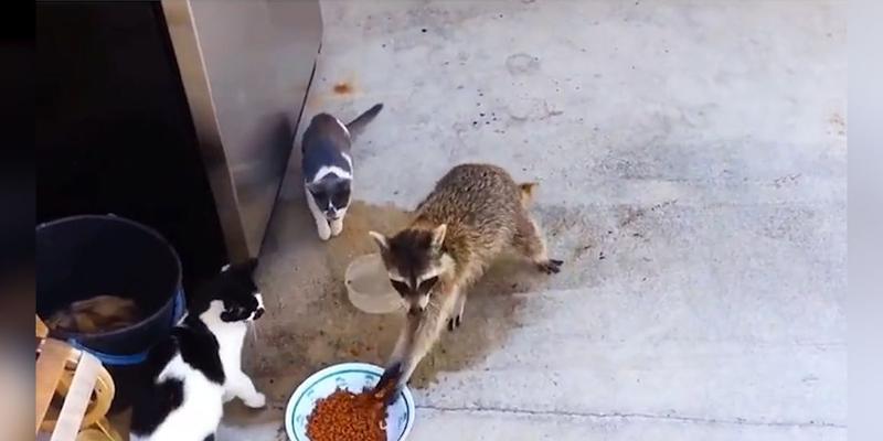 猫咪偷食，宠物主人的困扰（如何防止猫咪偷食）