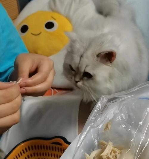 猫咪常吃常吐怎么办（鸡胸肉成为养猫新选择）