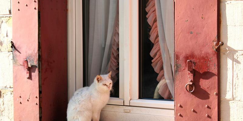 猫咪为什么喜欢跳窗台（探究猫咪跳窗台的心理和行为特点）