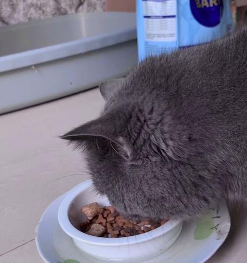 宠物猫绝食致死的危险性（猫咪的绝食时间究竟有多久）