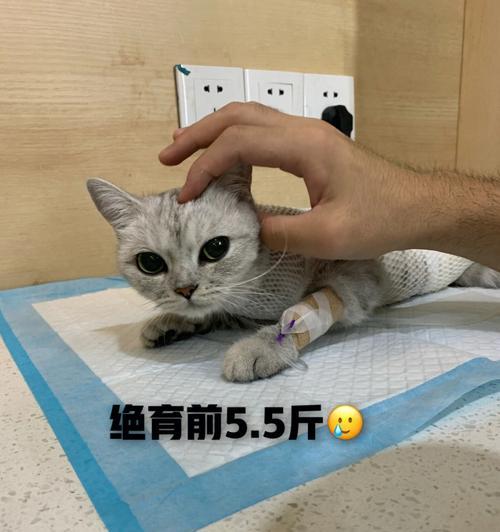 为绝育猫咪选择最适合的猫粮（如何保证绝育猫咪的健康与营养）