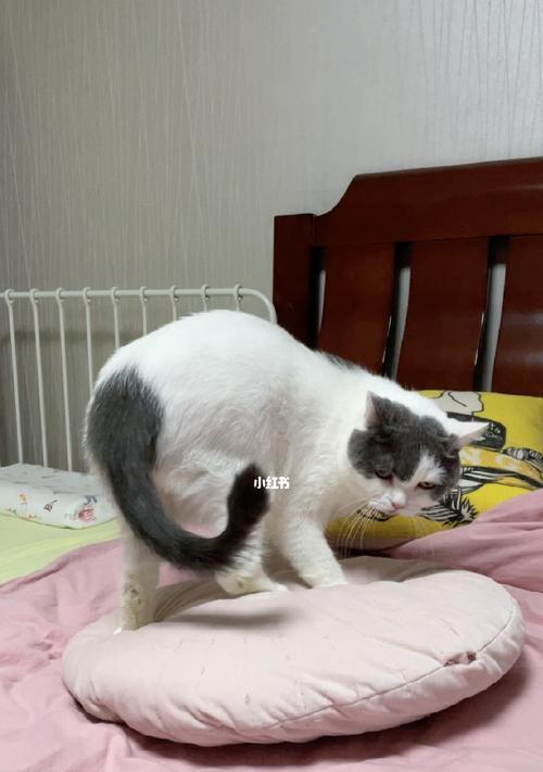 猫咪绝育后仍然到处尿（为什么猫咪绝育后还会尿失禁）