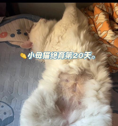 猫咪绝育后仍然到处尿（为什么猫咪绝育后还会尿失禁）