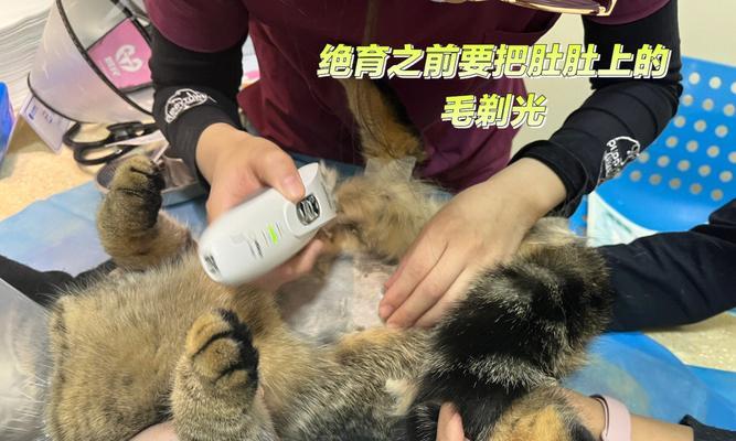 猫咪绝育后流血的原因和应对方法（绝育手术后出现流血的情况该如何处理）