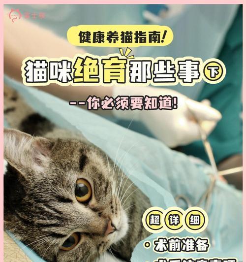 猫咪绝育后尿失禁，如何预防和治疗（宠物爱好者必看）