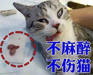 宠物绝育后线要拆吗（猫咪绝育手术后拆线问题解析）