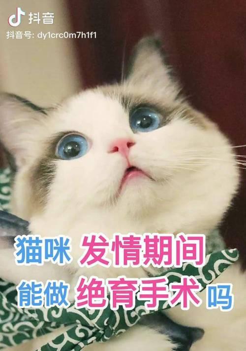 绝育后的猫咪还会发情吗（探究猫咪绝育对发情的影响及绝育后的护理技巧）