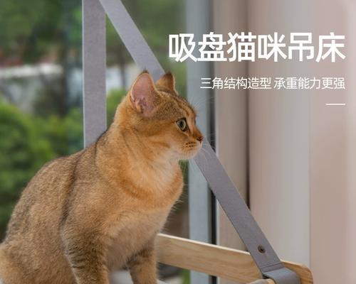 猫咪窗户情结（当猫咪看到窗户就不停叫）